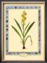 Wachendorfia by Pierre-Joseph Redoute Limited Edition Pricing Art Print