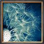 Balmira by Jean-Francois Dupuis Limited Edition Pricing Art Print