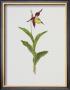 Lady's Slipper by Moritz Michael Daffinger Limited Edition Print