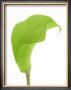Green Calla Lily by George Fossey Limited Edition Print