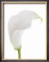 White Calla Lily by George Fossey Limited Edition Pricing Art Print
