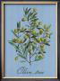 Olive Tree by Thilly Limited Edition Print