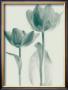 Classic Tulips Ii by Katja Marzahn Limited Edition Pricing Art Print