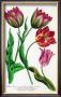 Striped And Variegated Tulips by Johann Wilhelm Weinmann Limited Edition Print