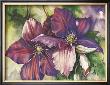 Clematis Blooms by Peggy Thatch Sibley Limited Edition Pricing Art Print