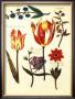 Tulips Iii by Nicolas Robert Limited Edition Print