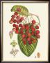 Crimson Berries Ii by Samuel Curtis Limited Edition Pricing Art Print