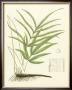 Eaton Ferns I by Daniel C. Eaton Limited Edition Print