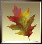 Oak Leaf by Robert Mertens Limited Edition Print