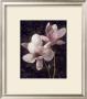 Pink Magnolias I by John Seba Limited Edition Pricing Art Print