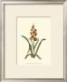 Antique Hyacinth Ix by Christoph Jacob Trew Limited Edition Print