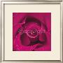 Blackberry Rose by Cassandra Power Limited Edition Print
