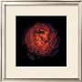 Ranunculus No. 44 by Neil Seth Levine Limited Edition Pricing Art Print