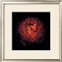 Ranunculus No. 44 by Neil Seth Levine Limited Edition Print