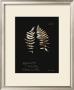 Fern Plate No. 22 by Natasha D'schommer Limited Edition Print