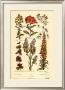 Exotic Botany by Sir John Hill Limited Edition Print