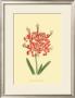 Le Fleur Rouge I by Sydenham Teast Edwards Limited Edition Pricing Art Print