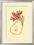 Le Fleur Rouge Ii by Sydenham Teast Edwards Limited Edition Pricing Art Print