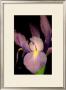 Sweet Iris Ii by Renee Stramel Limited Edition Pricing Art Print