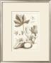 Sepia Exotics Iii by Pierre-Joseph Buchoz Limited Edition Print