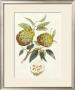 Crackled Indonesian Fruits I by Berthe Hoola Van Nooten Limited Edition Print