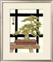 Zen Bonsai Ii by Jennifer Goldberger Limited Edition Print