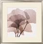 Ginkgo Leaves Ii by Steven N. Meyers Limited Edition Pricing Art Print