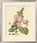 Blushing Pink Florals V by John Miller (Johann Sebastien Mueller) Limited Edition Pricing Art Print