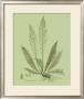 Fresh Ferns I by Samuel Curtis Limited Edition Pricing Art Print