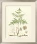Eaton Ferns Iii by Daniel C. Eaton Limited Edition Print