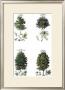 Trees by Jane W. Loudon Limited Edition Pricing Art Print