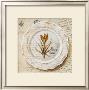 Assiette, Crocus Vermus by Pascal Cessou Limited Edition Print