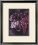 Heuchera After Rain by Sue Warner Limited Edition Print