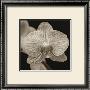 Flower by Nelson Figueredo Limited Edition Pricing Art Print