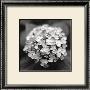 Hydrangea by Dana Buckley Limited Edition Print