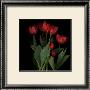 Vibrant Red Tulips by Robert Creamer Limited Edition Print
