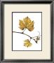Gold Bud by Gil-Lubin Limited Edition Print