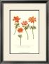 Anemone Ii by Johann Wilhelm Weinmann Limited Edition Print