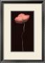 Poppy Solo by S. G. Rose Limited Edition Print
