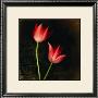 Species Tulips by Rick Filler Limited Edition Pricing Art Print
