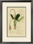 Aroid Plant Ii by A. Descubes Limited Edition Print