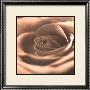 Sepia Rose by Cosimo Scianna Limited Edition Pricing Art Print