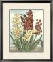 Thorton's Botanical Iv by Charles Francois Sellier Limited Edition Pricing Art Print