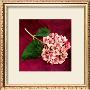 Pink Hydrangea by Celine Sachs-Jeantet Limited Edition Print