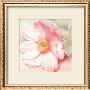 Anemone Monte Rosa by Annemarie Peter-Jaumann Limited Edition Print