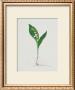 Lily Of The Valley by Moritz Michael Daffinger Limited Edition Pricing Art Print