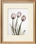 Tulipa I by Albert Koetsier Limited Edition Print