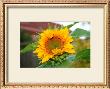 Sunflower by Antonia Illsley Limited Edition Pricing Art Print