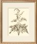 Sepia Munting Foliage Ii by Abraham Munting Limited Edition Pricing Art Print