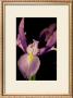 Sweet Iris I by Renee Stramel Limited Edition Pricing Art Print